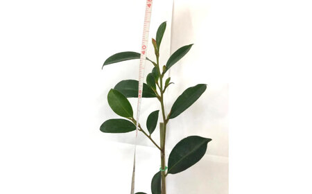 植物 福の山・榊（サカキ） 苗木（1ポット）:40cm 広島県福山市/小林