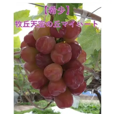 【2026年発送】牧丘天空ブランド　皮ごと食べられるぶどう3色詰め合わせ 約1kg(3房)【配送不可地域：離島】【1585100】