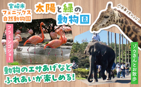 宮崎市フェニックス自然動物園＆フローランテ宮崎共通年間パスポート（小人） 動物 動物園 自然 花 祭 祭典 イルミネーション フラワーガーデン イベント チケット 引換券 入園券 レストラン お土産 グルメ フェニックス 宮崎市フェニックス自然動物園 フローランテ宮崎 小学生 中学生