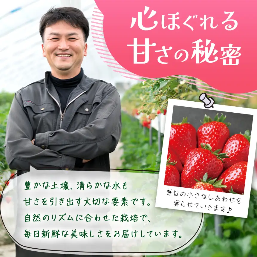 苺 奈良県産 古都華 プレミアムセレクト 24粒入り