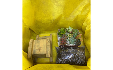 多肉植物 じぶんで植える 多肉 寄せ植えキットA 木椅子型 プランター 全3色 インテリア 植物 寄せ植え ガーデニング 福岡 小郡市 白色