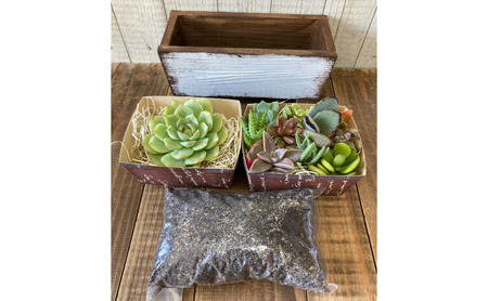 多肉植物 じぶんで植える 多肉 寄せ植えキットE 木製 シンプル プランター 全3色 インテリア 植物 寄せ植え ガーデニング 福岡 小郡市 赤色