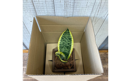 インテリア 植物 サンスベリア プランター 全2色 観葉植物 福岡 小郡市 白色