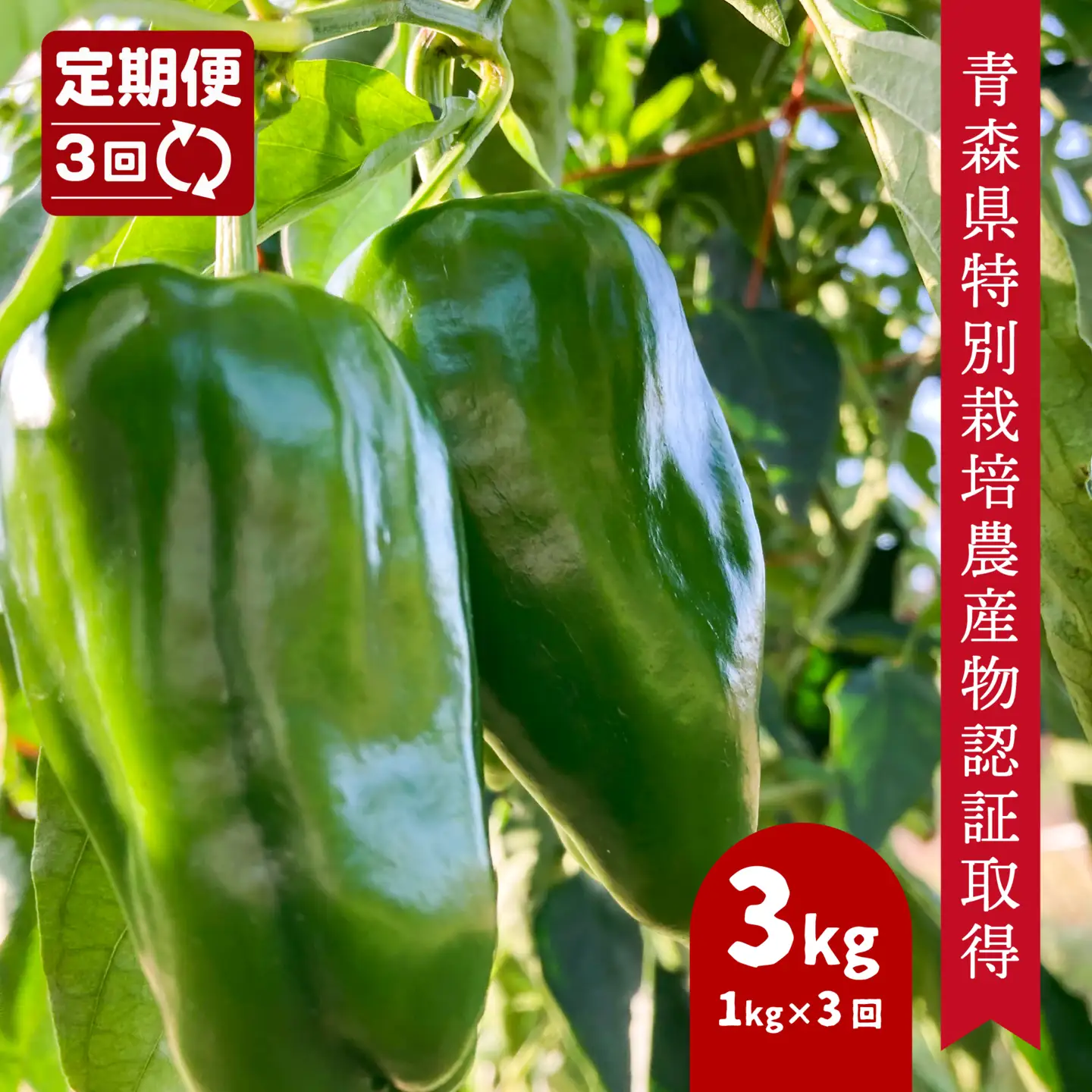 【3回定期便】 【青森県特別栽培】ピーマン 1kg ピクシー　