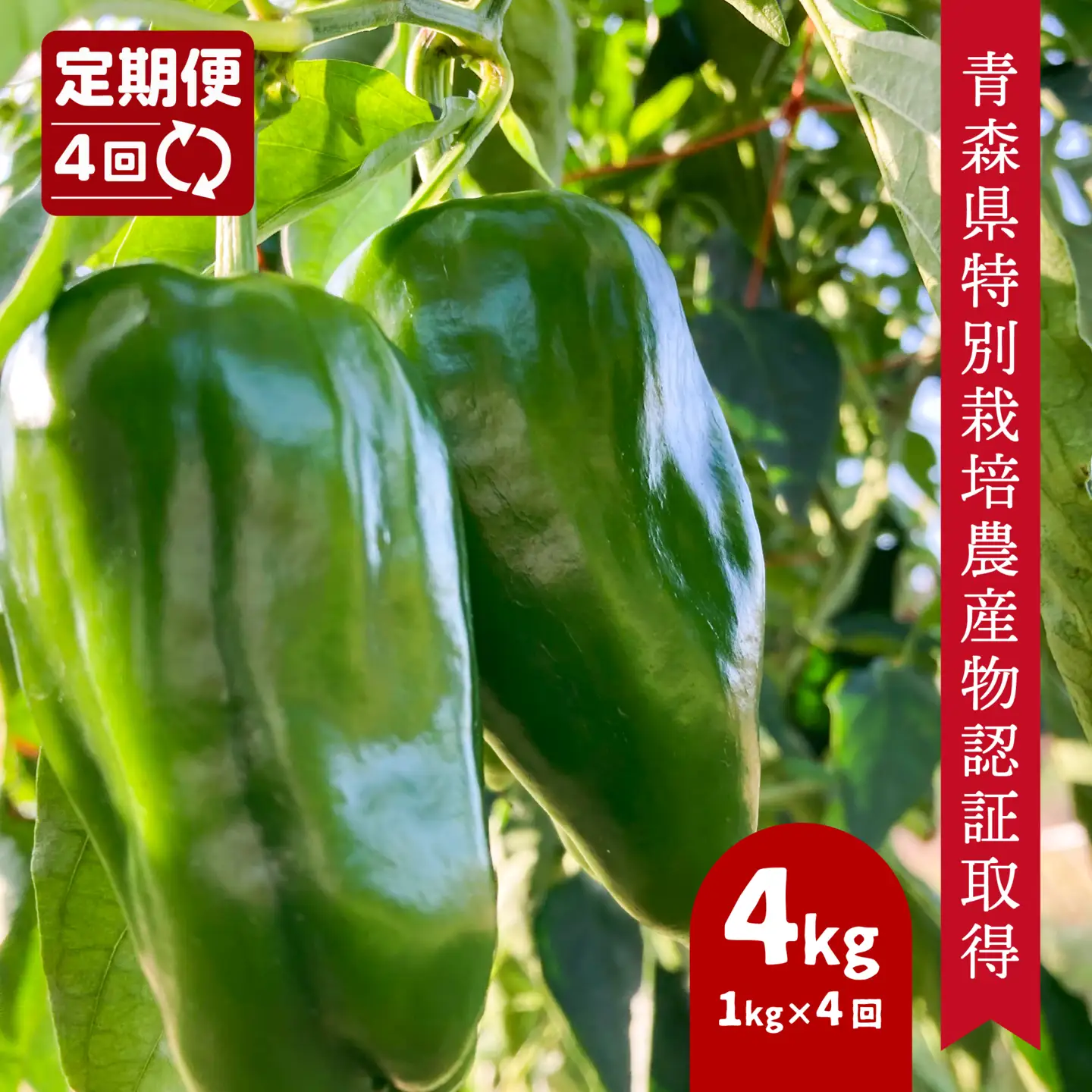 【4回定期便】 【青森県特別栽培】ピーマン 1kg ピクシー　