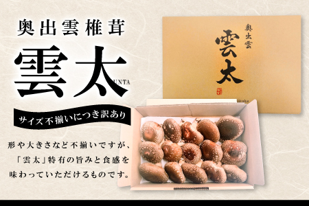 【訳あり】奥出雲椎茸「雲太」1kg【椎茸 生しいたけ 12枚 15枚 18枚 肉厚 収穫直後 新鮮 菌床栽培 国産 きのこ キノコ 野菜 料理 食品 プレゼント 贈り物 ギフト】
