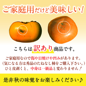 柿 【訳あり・ご家庭用】たねなし柿 約5kg 20個前後 カキエモン農園【2026年9月下旬～11月上旬頃順次発送】【BX003-kkem003A】