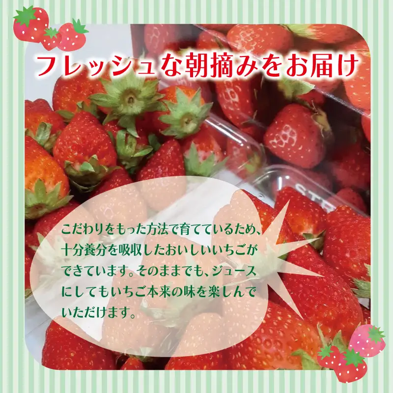 【特別規格】朝摘み完熟いちご 2パック 先行予約