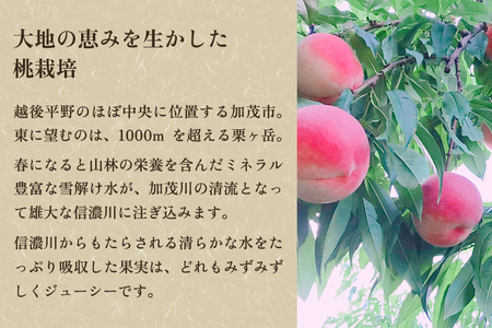 【2026年先行予約】新潟県産 桃 約2kg（5〜8玉）《7月下旬〜順次発送》 もも ピーチ
