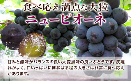 【2026年先行予約】ニューピオーネ 1房 オーロラブラック 1房 500g 前後 たけまさぶどう園 《2026年8月中旬-9月中旬頃出荷》岡山県 浅口市 フルーツ デザート おやつ ぶどう 果物 国産 岡山県産 くだもの 青果物 送料無料【配送不可地域あり】（離島）