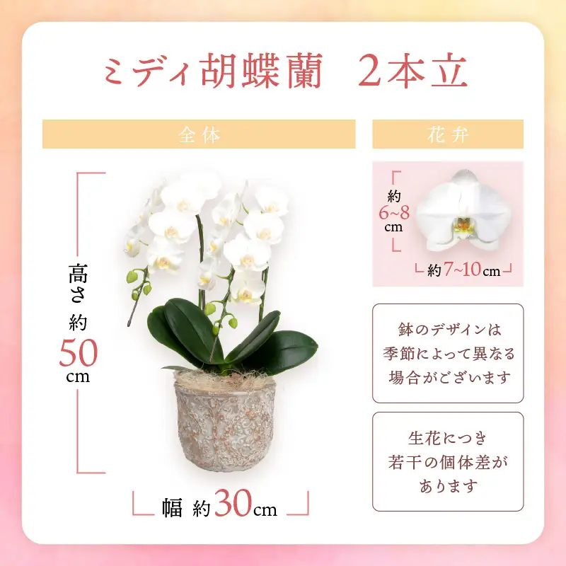 ミディ胡蝶蘭 2本立【008C-007】