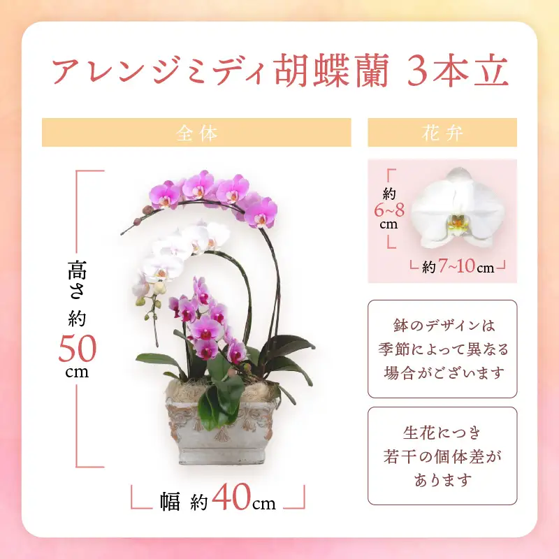 アレンジミディ胡蝶蘭 3本立【008C-012】