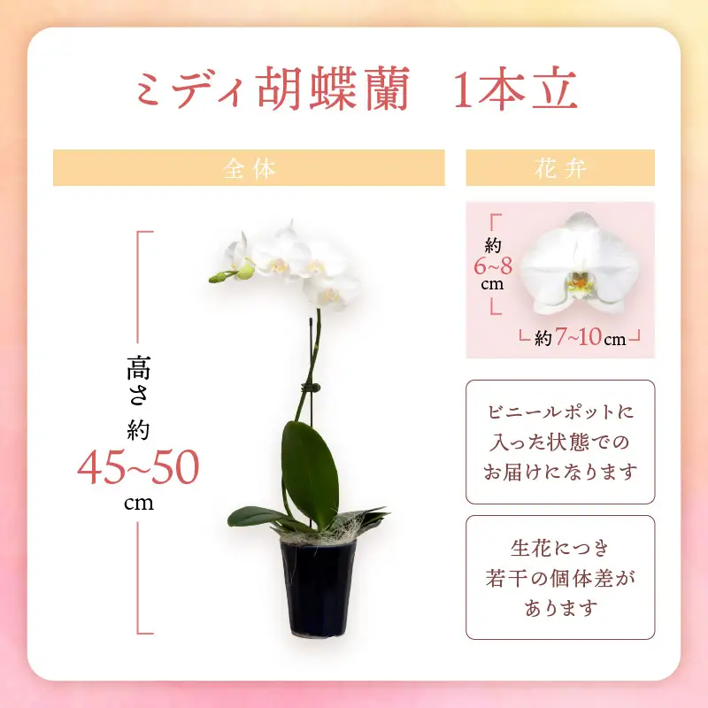 ミディ胡蝶蘭 1本立 半年間 3回 隔月定期便【配送不可地域：北海道・沖縄・離島】【008C-013】