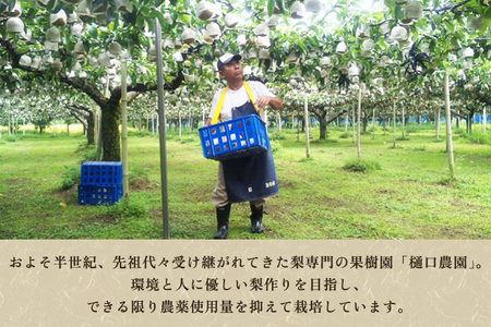 【2026年先行予約】和梨 豊水 3kg（6〜9玉）《9月上旬から順次発送》 ほうすい 梨