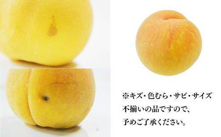 ≪2026年先行予約≫【仲野観光果樹園】ご家庭用 山形県産 おまかせ 黄桃 3kg(6～12玉) 2026年8月上旬から順次発送 F2Y-6124