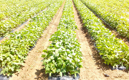 9月末～10月くろさきの枝豆 2kg 新潟県黒埼産 朝どり生枝豆