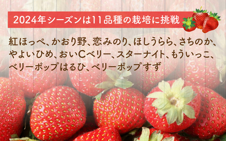 いちご摘み＆スイーツづくり体験券　2名様分 いちご狩り 行事