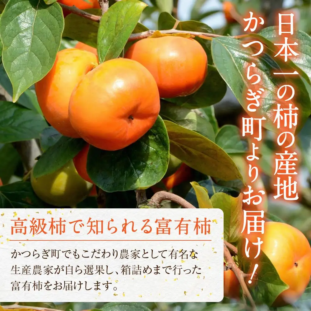 先行予約 富有柿 秀品6～8個入り こだわり農家厳選【2026年11月初旬頃から12月上旬頃順次発送】【KG25】柿
