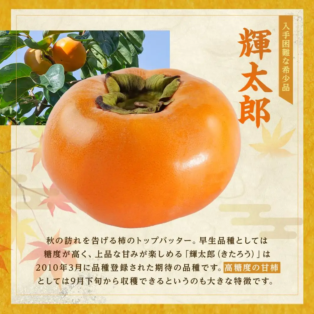 希少な柿［輝太郎］大玉6個～7個 コクのある甘さ！こだわり農家厳選［2026年9月末から10月末頃順次発送］［KG24］