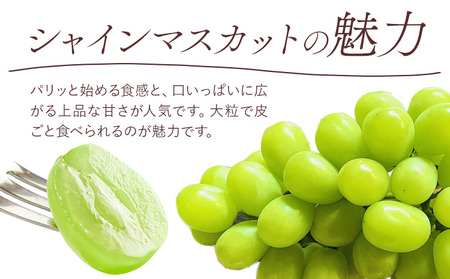 シャインマスカット 晴王 2房 桃茂実苑【配送不可地域あり】ぶどう