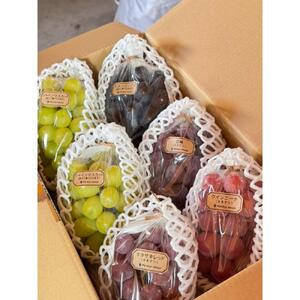 【2026年度_先行予約】【ご家庭用】ぶどう食べ比べセット 約3kg〔2026年8月中旬より順次発送〕