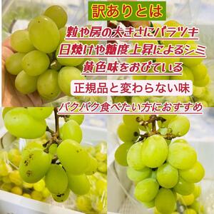 ぶどう 2026年  シャインマスカット 家庭用  約5kg  家庭用 ギフト 農林大臣賞2回受賞 贈り物 岡山 果物 フルーツ  採りたて発送 農家直送 数量限定 新鮮  訳あり7月中旬から発送