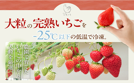 【先行予約】完熟冷凍いちご 【600g×3袋】計1.8kg いちご 苺 ストロベリー 冷凍 フローズン 美味しい 甘い 大粒 大きい 果物 フルーツ 数量限定 farmいちごろ 愛知県 常滑市
