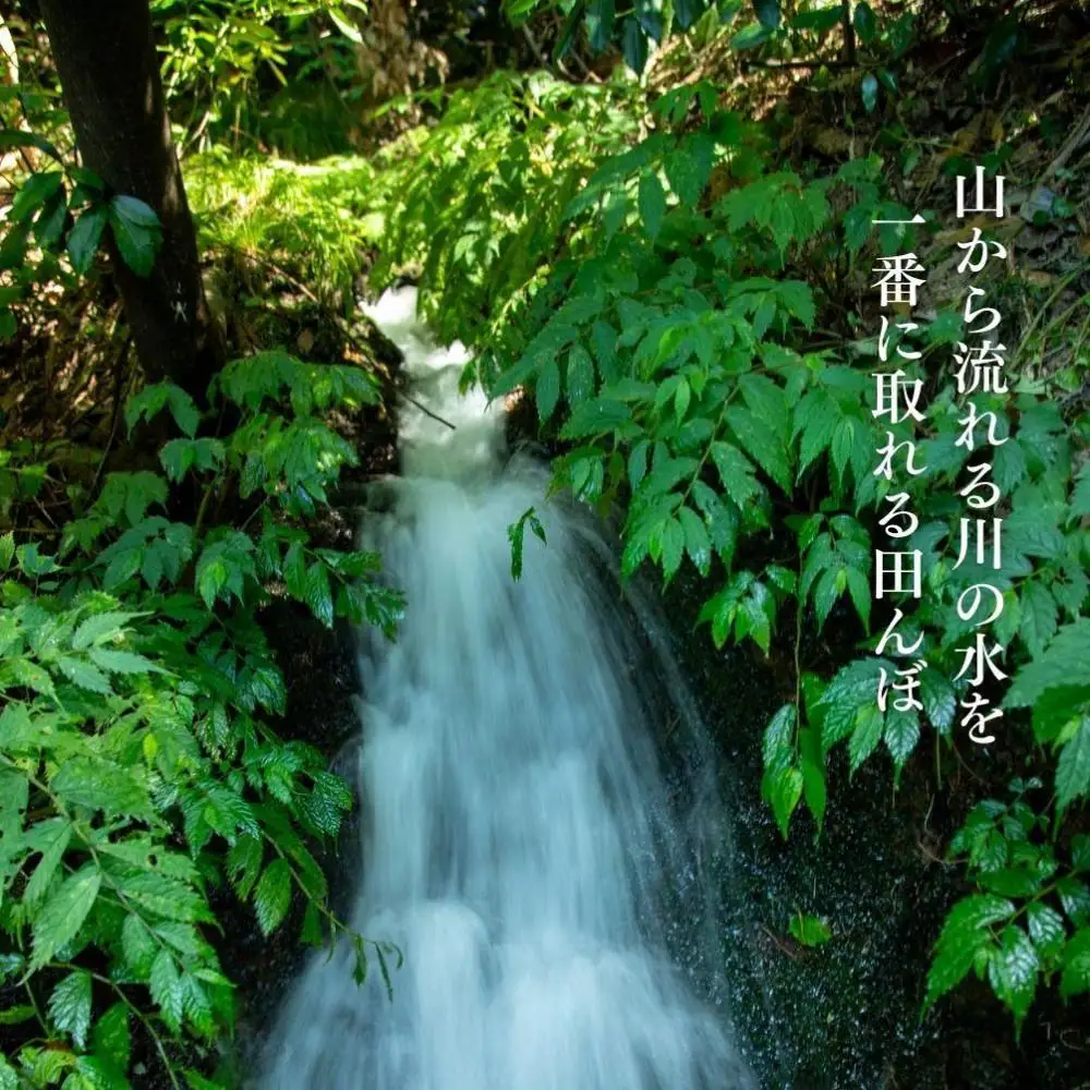 新潟県佐渡産 令和7年産 【在来コシヒカリ】 玄米 5kg
