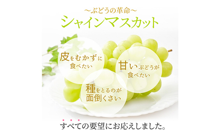 【先行予約】ぶどう 訳ありシャインマスカット晴王 約600g 1房 橋田商店有限会社《9月中旬-11月中旬頃出荷》 岡山県 浅口市 岡山県産 ぶどう フルーツ 果物 くだもの マスカット 送料無料【配送不可地域あり】 st-p