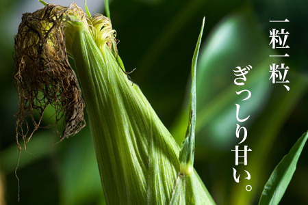 とうもろこし ≪令和8年産予約受付≫ スイートコーン(白12本)  北海道とうもろこし  [016-88]