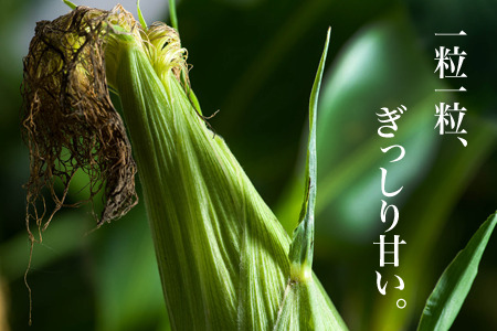 とうもろこし ≪令和8年産予約受付≫ スイートコーン(黄12本)  朝もぎとうもろこし   [013-91]