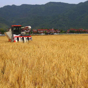 茶三代一　出雲産むぎ茶（10g×30包）×5袋