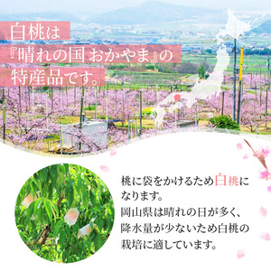 桃 2026年 先行予約 岡山 白桃 キング・エース 約4kg 8～15玉入り もも モモ 岡山県産 国産 フルーツ 果物 ギフト 橋田商店