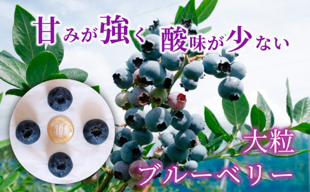 大粒ブルーベリー品種ミックス 500g×2パック 果物 フルーツ 国産 愛知県産 ※2026年6月上旬～8月上旬頃に順次発送予定 ※北海道・沖縄・離島への配送不可