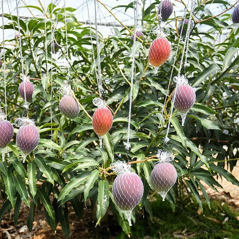 【先行予約】訳あり よくばり完熟マンゴーセット3玉 約1.2kg 宮崎県西都産 生産者直送【マンゴー専門 スターフルーツカンパニ】＜33-1a＞