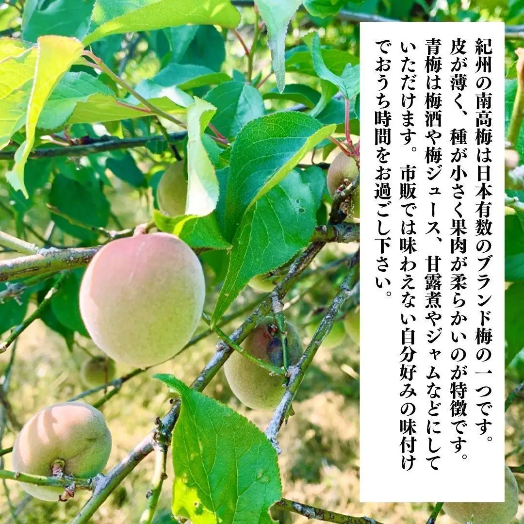 南高梅 青梅 秀品 小粒ちゃん 約3kg Sサイズ以下 和歌山県産 紀州有田 産地直送 クール便対応 梅酒作り用 梅ジュース作り用