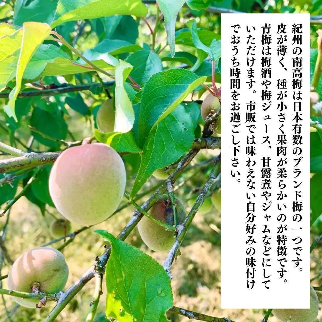 南高梅 青梅 秀品 小粒ちゃん 約10kg Sサイズ以下 和歌山県産 紀州有田 産地直送 クール便対応 梅酒作り用 梅ジュース作り用