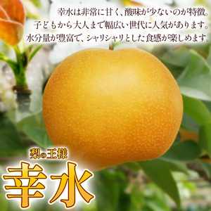 【2026年先行予約】幸水 梨 5kg【栃木県共通返礼品】P0 栃木県 下野市