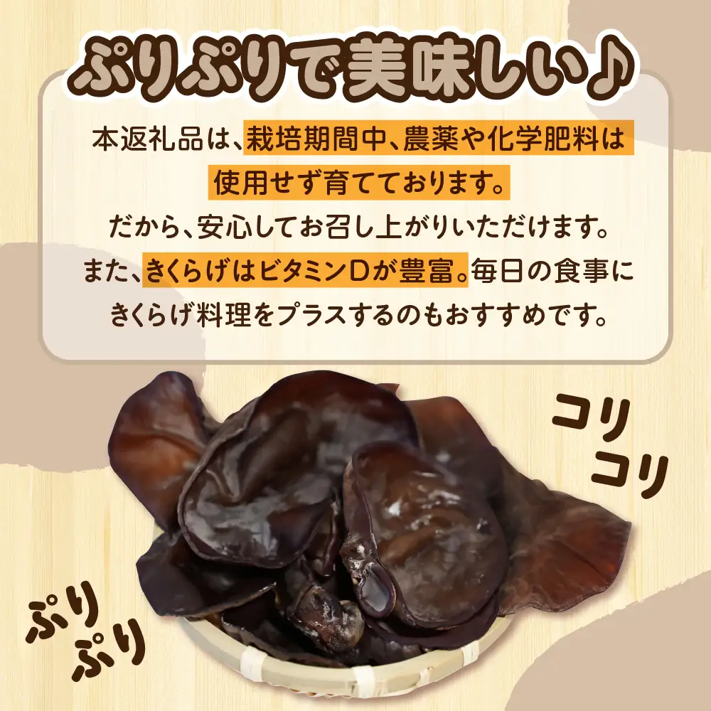きくらげ　1kg (500g×2袋) 国産生キクラゲ木耳青森県五所川原市