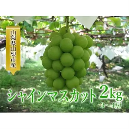 シャインマスカット 約2kg(3～4房)【配送不可地域：離島】【1583277】