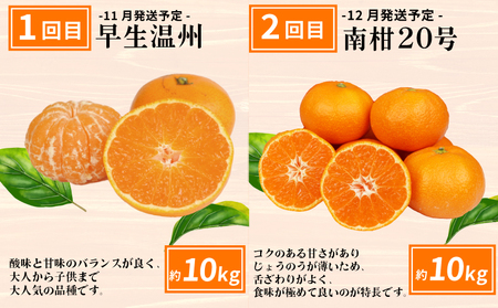 えひめの旬の柑橘 6回 みかん定期便 JA みかん定期便 B120-009012