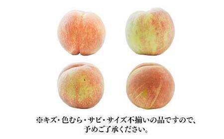 《2026年先行予約》【仲野観光果樹園】ご家庭用 山形県産 フルーツ定期便 (全3回) 白桃＆黄桃 シャインマスカット＆ピオーネ ラ・フランス＆りんご 2026年8月上旬から順次発送 F2Y-6128