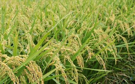 【令和7年産】福岡県産 夢つくし 研ぐお米 25kg お米 ご飯 米