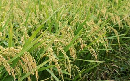 【令和7年産】福岡県産元気つくし 無洗米 10kg お米 ご飯 米