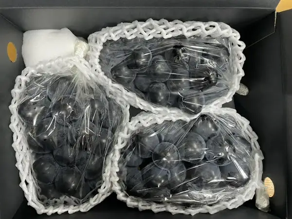 【2026年発送★先行予約】笛吹市産　巨峰　1.0kg(2～3房) 227-014-26y