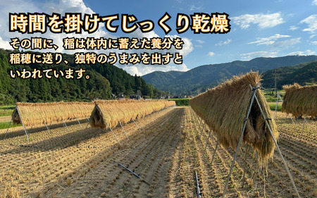 棚田で作った新輝米（コシヒカリ）天日干し ５kg｜鳥取 岩美 お米 米 棚田 横尾棚田 【31011】
