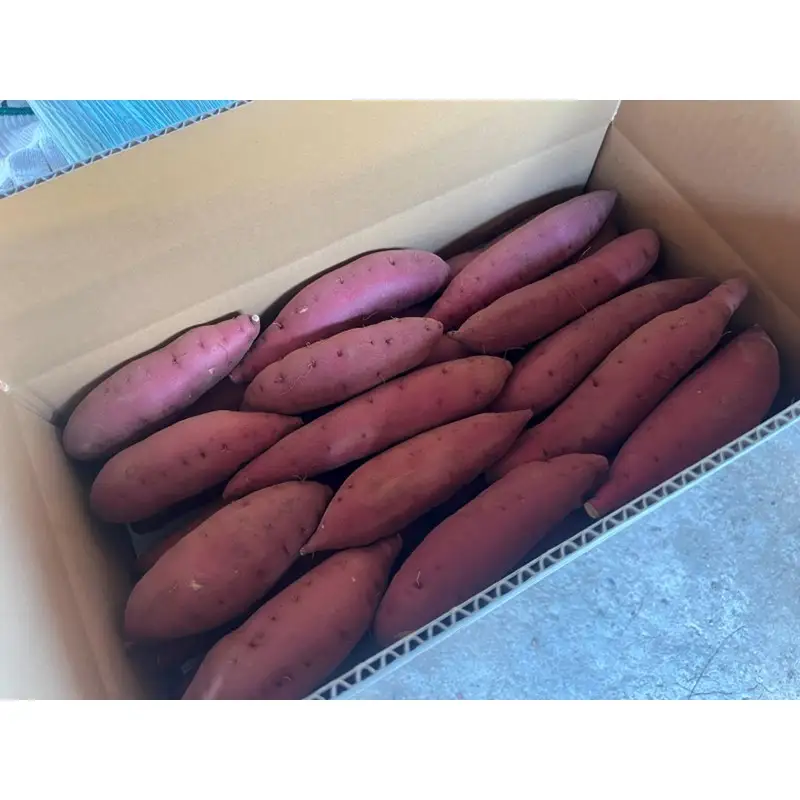 【先行予約／数量限定】京丹後産 土付き 紅はるか（さつまいも） 5kg（2026年11月上旬～発送）