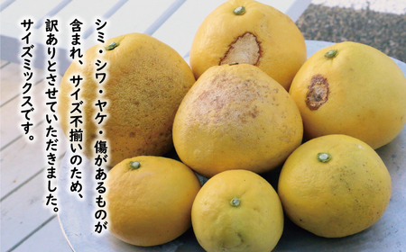 訳あり 文旦 7kg 8000円 ぶんたん みかん mikan 蜜柑 ミカン わけあり 家庭用 産地直送 国産 農家直送 糖度 期間限定 数量限定 特産品 ゼリー ジュース アイス 人気 限定 甘い 果実 果肉 フルーツ 果物 柑橘 ビタミン 健康 美味しい おいしい ジューシー 小玉 含む サイズ ミックス 規格外 傷み補償 500g ミッチーのおみかん畑 愛南町 愛媛県【micchi41】