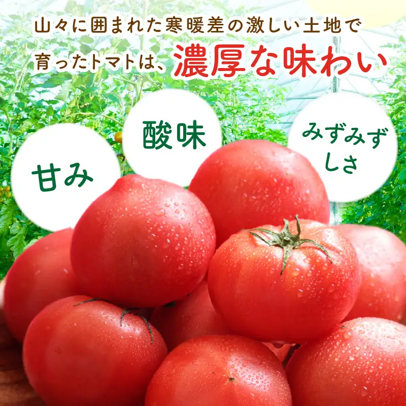 【トマト】大玉春夏トマト 1kg（2026年5月中旬～発送）
