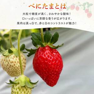 いちご べにたま（280ｇ×2P）フルーツ いちご 